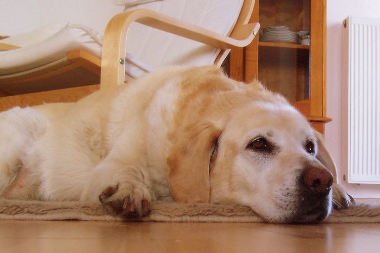 Wenn das Alter auf den Hund kommt Tierheilpraxis Ulf Henschel