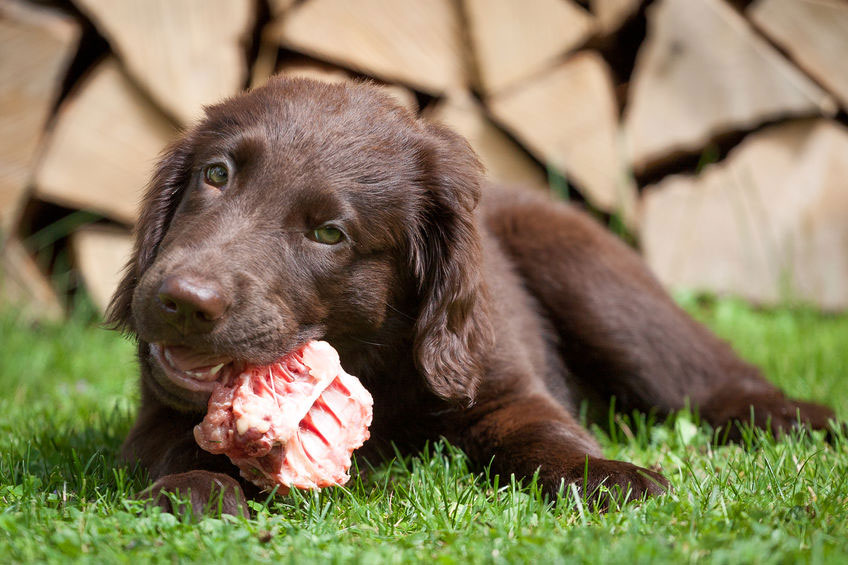 Hunde barfen oder nicht?